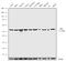 Serum response factor antibody, 720240, Invitrogen Antibodies, Western Blot image 
