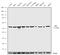 Serum Response Factor antibody, 720240, Invitrogen Antibodies, Western Blot image 