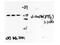 SSU72 Homolog, RNA Polymerase II CTD Phosphatase antibody, 15434-1-AP, Proteintech Group, Western Blot image 