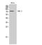 ADRBK1 antibody, STJ93432, St John