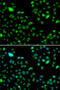 L3MBTL Histone Methyl-Lysine Binding Protein 3 antibody, MBS129719, MyBioSource, Immunofluorescence image 