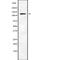 Phospholipase C Beta 4 antibody, PA5-67835, Invitrogen Antibodies, Western Blot image 