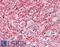 Myelin Oligodendrocyte Glycoprotein antibody, 45-893, ProSci, Western Blot image 