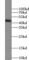 Orosomucoid 2 antibody, abx236014, Abbexa, Western Blot image 