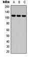 CD49D antibody, abx121577, Abbexa, Western Blot image 