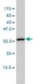 Calcium Binding Protein 39 Like antibody, orb89799, Biorbyt, Western Blot image 