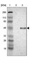 Cell Adhesion Molecule 3 antibody, NBP1-88604, Novus Biologicals, Western Blot image 