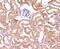 Profilin 1 antibody, NBP2-67078, Novus Biologicals, Immunohistochemistry paraffin image 