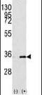 Prohibitin 2 antibody, PA5-14132, Invitrogen Antibodies, Western Blot image 