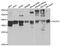 Transaldolase 1 antibody, abx005186, Abbexa, Western Blot image 