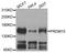 PR/SET Domain 15 antibody, STJ110669, St John