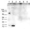 Histone H3 antibody, TA347199, Origene, Western Blot image 