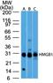 High Mobility Group Box 1 antibody, NBP2-27396, Novus Biologicals, Western Blot image 