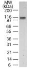 DNA Ligase 1 antibody, GTX13706, GeneTex, Western Blot image 