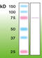 Protein Kinase C Epsilon antibody, MBS684001, MyBioSource, Western Blot image 