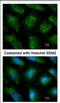 Ubiquitin Conjugating Enzyme E2 L3 antibody, NBP2-20786, Novus Biologicals, Immunocytochemistry image 