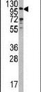 Exonuclease 1 antibody, PA5-12501, Invitrogen Antibodies, Western Blot image 