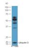 Ubiquitin D antibody, orb158677, Biorbyt, Western Blot image 