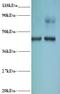 Eukaryotic Translation Initiation Factor 4A2 antibody, LS-C210941, Lifespan Biosciences, Western Blot image 