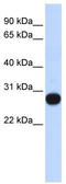 Transcription Elongation Factor A Like 4 antibody, TA342116, Origene, Western Blot image 