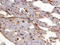 Thrombomodulin antibody, MAB3894, R&D Systems, Immunohistochemistry frozen image 