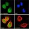 Engrailed Homeobox 2 antibody, NB100-2814, Novus Biologicals, Immunocytochemistry image 