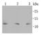 S100 Calcium Binding Protein B antibody, NBP2-67572, Novus Biologicals, Western Blot image 