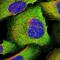Interleukin 13 antibody, NBP1-89119, Novus Biologicals, Immunocytochemistry image 