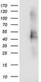 Transmembrane Protein With EGF Like And Two Follistatin Like Domains 2 antibody, TA504464S, Origene, Western Blot image 