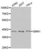 Survival Of Motor Neuron 2, Centromeric antibody, abx004664, Abbexa, Western Blot image 