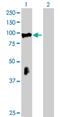 Rho Related BTB Domain Containing 2 antibody, H00023221-B01P, Novus Biologicals, Western Blot image 