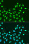 Chromobox 5 antibody, 14-520, ProSci, Immunofluorescence image 