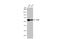 TGF-Beta Activated Kinase 1 (MAP3K7) Binding Protein 1 antibody, GTX107571, GeneTex, Western Blot image 