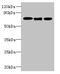 Solute Carrier Family 23 Member 1 antibody, CSB-PA887038LA01HU, Cusabio, Western Blot image 