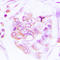Ribosomal Protein S6 Kinase B1 antibody, LS-C368518, Lifespan Biosciences, Immunohistochemistry frozen image 