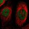 Protein Kinase X-Linked antibody, NBP1-87267, Novus Biologicals, Immunofluorescence image 