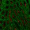 Basigin (Ok Blood Group) antibody, 123714, BioLegend, Immunohistochemistry frozen image 