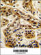 Protein Arginine Methyltransferase 1 antibody, 55-010, ProSci, Immunofluorescence image 