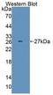 Serine And Arginine Rich Splicing Factor 1 antibody, LS-C374371, Lifespan Biosciences, Western Blot image 