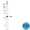 Orthodenticle Homeobox 2 antibody, AF1979, R&D Systems, Western Blot image 