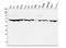 Piasx antibody, A04130-3, Boster Biological Technology, Western Blot image 