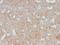 Neurofilament Light antibody, GTX02688, GeneTex, Immunohistochemistry paraffin image 