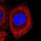 Coiled-Coil Domain Containing 14 antibody, NBP2-33998, Novus Biologicals, Immunofluorescence image 