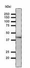 Damage Specific DNA Binding Protein 2 antibody, ab51017, Abcam, Western Blot image 