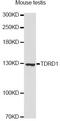 Tudor Domain Containing 1 antibody, A12882, ABclonal Technology, Western Blot image 