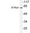 MYB Proto-Oncogene Like 2 antibody, LS-C176488, Lifespan Biosciences, Western Blot image 