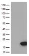 Age-Related Maculopathy Susceptibility 2 antibody, M02888, Boster Biological Technology, Western Blot image 