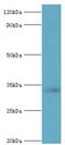 Stomatin antibody, LS-C376702, Lifespan Biosciences, Western Blot image 