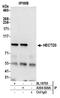 HECT Domain E3 Ubiquitin Protein Ligase 3 antibody, A304-924A, Bethyl Labs, Immunoprecipitation image 