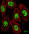 Kruppel Like Factor 4 antibody, MBS9213046, MyBioSource, Immunofluorescence image 